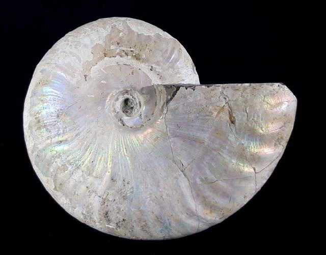 Cleoniceras (Grycia) cf. besairiei COLLIGNON 1949 - Bild © FossNet FossilienStore